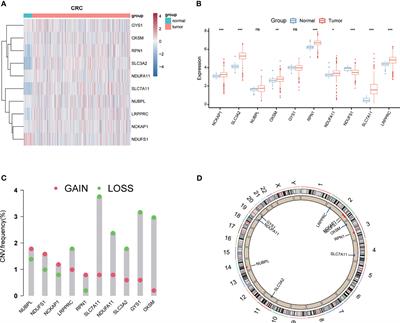 Comprehensive analysis of disulfidptosis-related lncRNA features for prognosis and immune landscape prediction in colorectal cancer